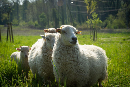 Moutons