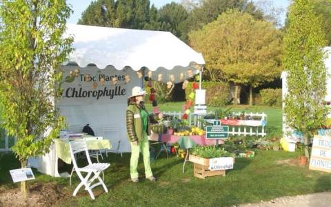 Troc plantes Chlorophylle